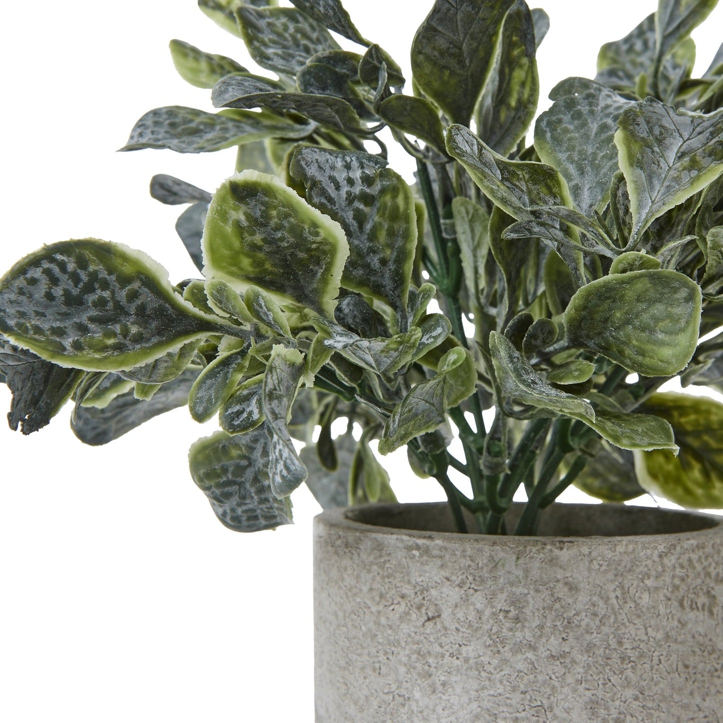 Small Giana Eucalyptus Plant In Grey Pot - Home Chairs